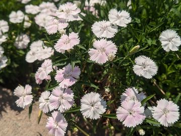 Dianthus white flower.