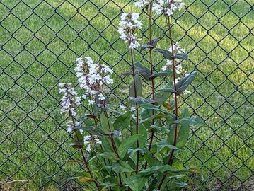 Penstemon flower.