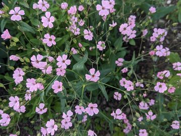 Saponaria Pink Beauty.