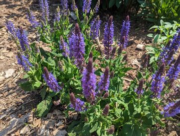 Purple salvia flower.