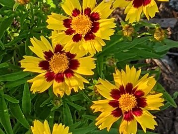 Sunkiss Coreopsis.