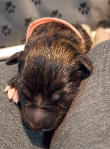 Liberty Cap, Girl, Brown Sable