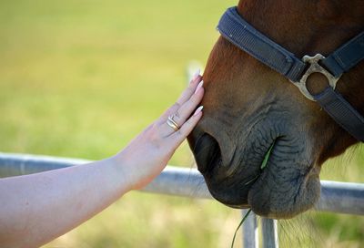 A hand gently touching a horse's muzzle with grass in its mouth.