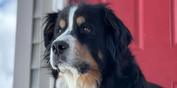 Close-up of a black, white, and brown dog looking attentively.
