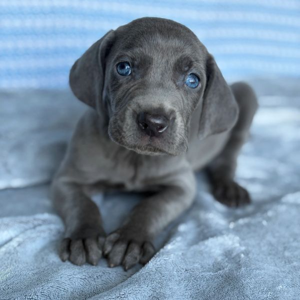 A grey puppy with blue eyes lying down.