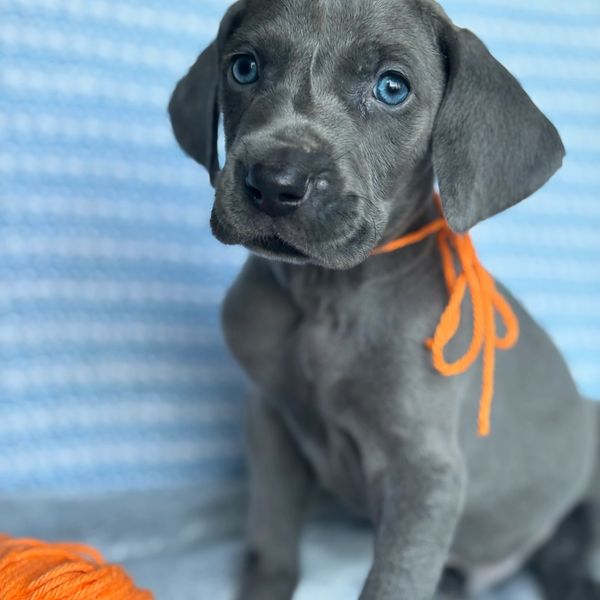Gray puppy with blue eyes and orange string.