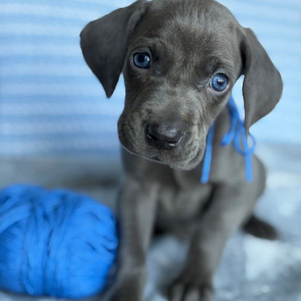 Adorable gray puppy with blue eyes and a blue yarn ball.