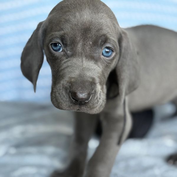 Close-up of a gray puppy with striking blue eyes.