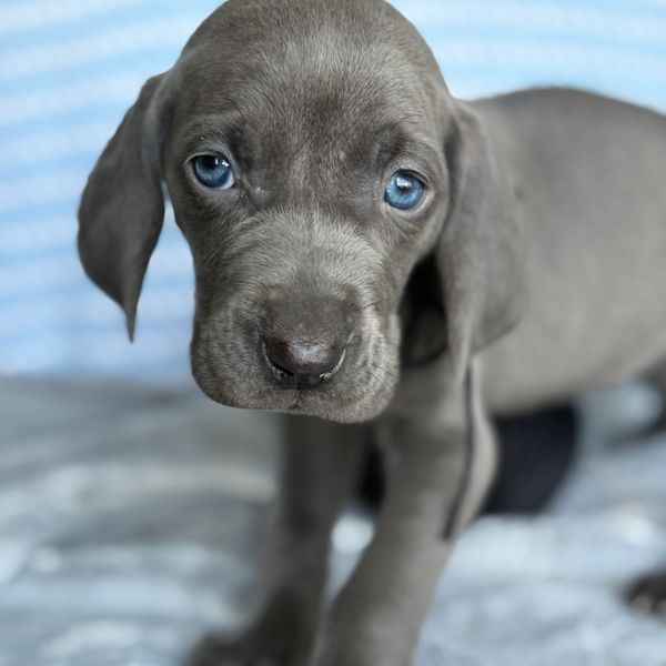 Close-up of a gray puppy with striking blue eyes.