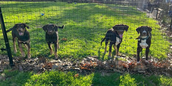 Four excited dogs behind a wire fence on green grass.