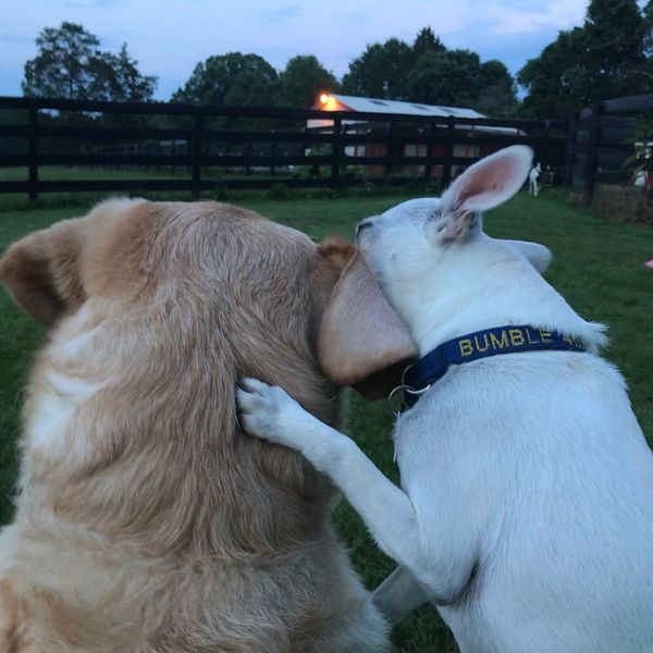 Two dogs share a sweet moment in a grassy yard at dusk.