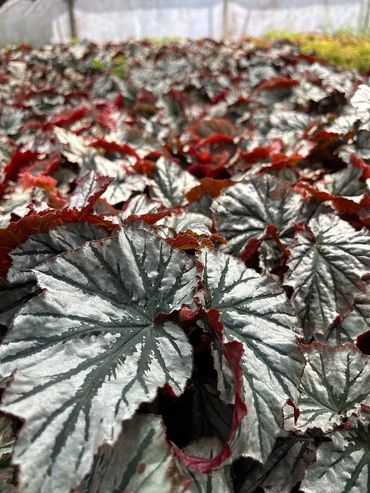 Angelwing Looking Glass