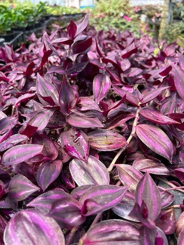 Tradescantia Purple Zebrina