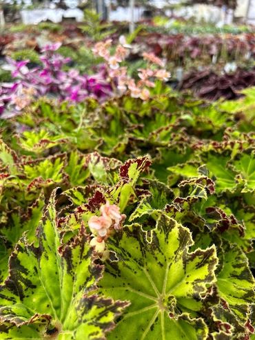 Begonia Rhizomatous 'River Nile'