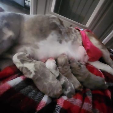 Puppies - 1 week old