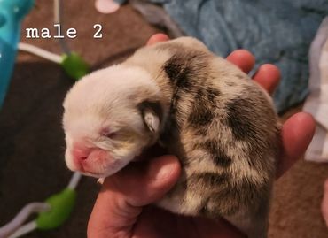 Male 2 - 1 week old