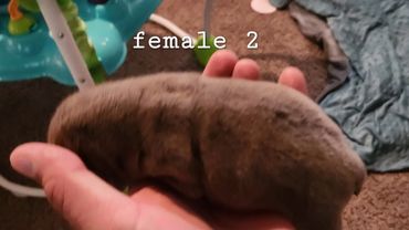 Female 2 - 1 week old