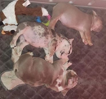 Puppies - 6 weeks old