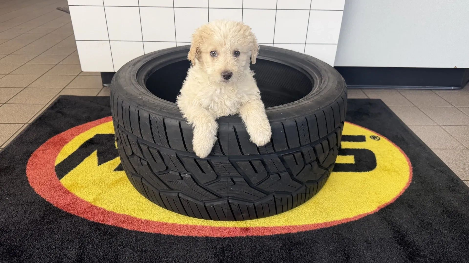 Curly-haired puppy sitting inside a black tire on a colorful mat.