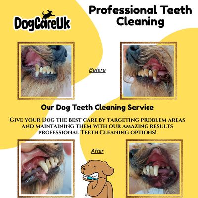Image of before and after teeth cleaning at dog care uk grooming salon in huyton merseyside