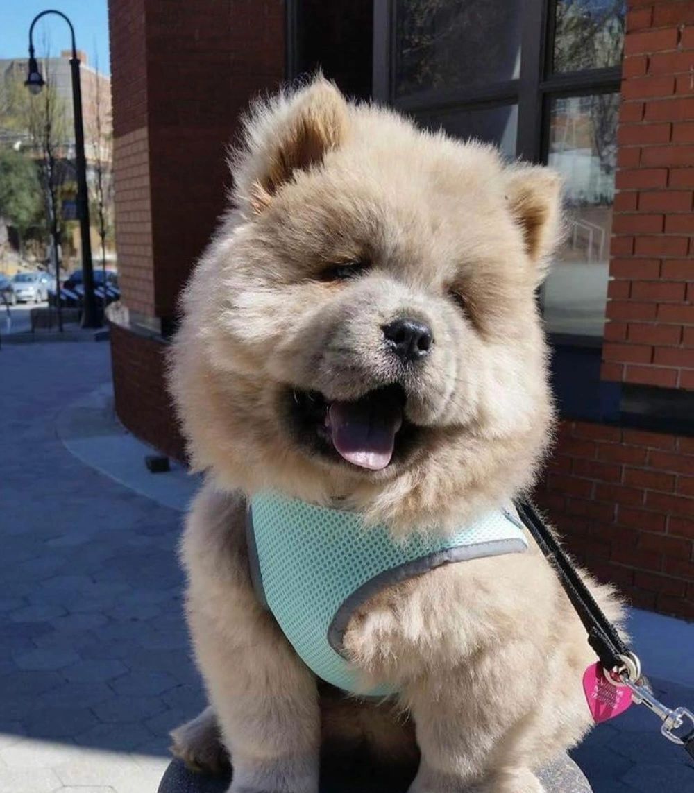 Hot chow chow female for sale Store