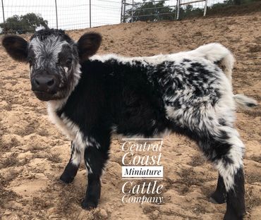 Cowgirl September 2023