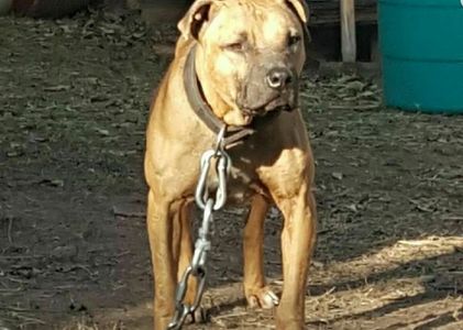 A dog with large chains