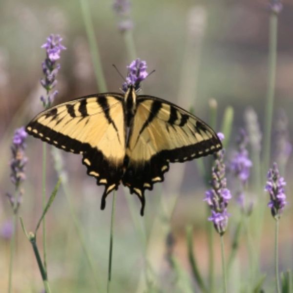 Yellow and black butterfly perched on a lavender flower.