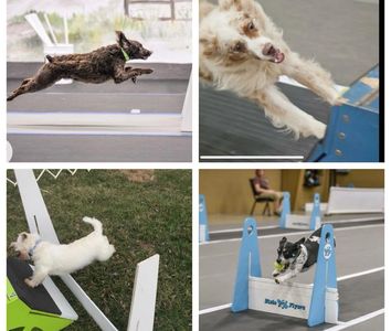 Dogs enthusiastically leaping over hurdles in an agility course.