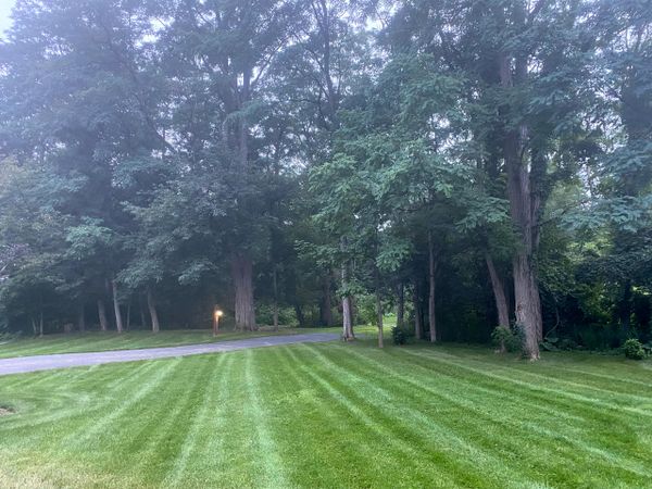 Fresh cut grass