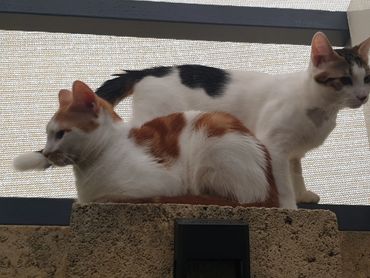 Floki and Pecco (The Bros) chilling outside on the wall