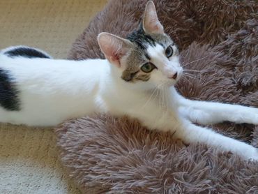 Pecco making his bed soft and fluffy