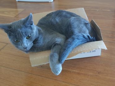 Smokey trying to squeeze into a cardboard box...3 sizes too small