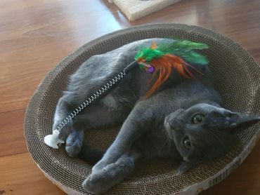 Smokey resting up on his favourite afternoon bed