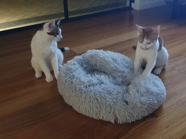 Pecco and Floki having me time on their fluffy bed