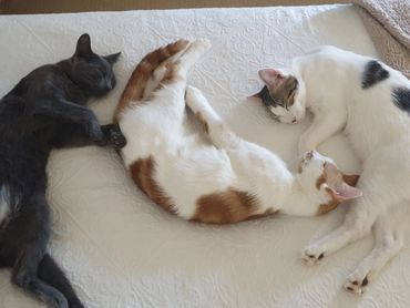 Smokey and Bros chilling out after a hard morning