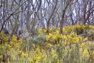 Kosciuszko National Park in November - Rainbow Lake Walking Trail - trees and flowers