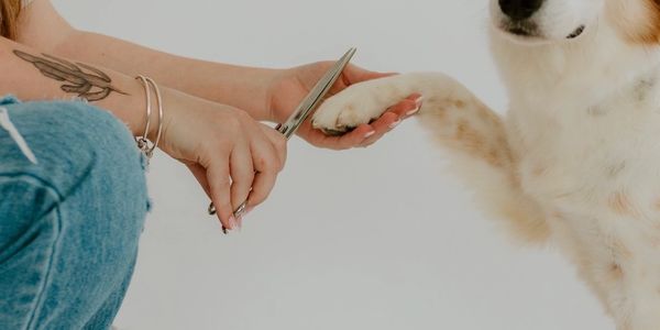 Person trimming a dog's paw fur with scissors.