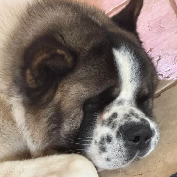 Close-up of a sleeping dog with a spotted face.
