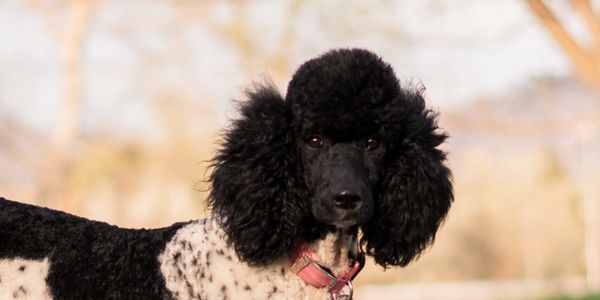 sheepadoodle puppies for sale
unique sheepadoodle
medium sheepadoodle
best doodle
sheepadoodle for sale
available sheepadoodles
tiny sheepadoodles
old Eniglish sheepdog
poodle