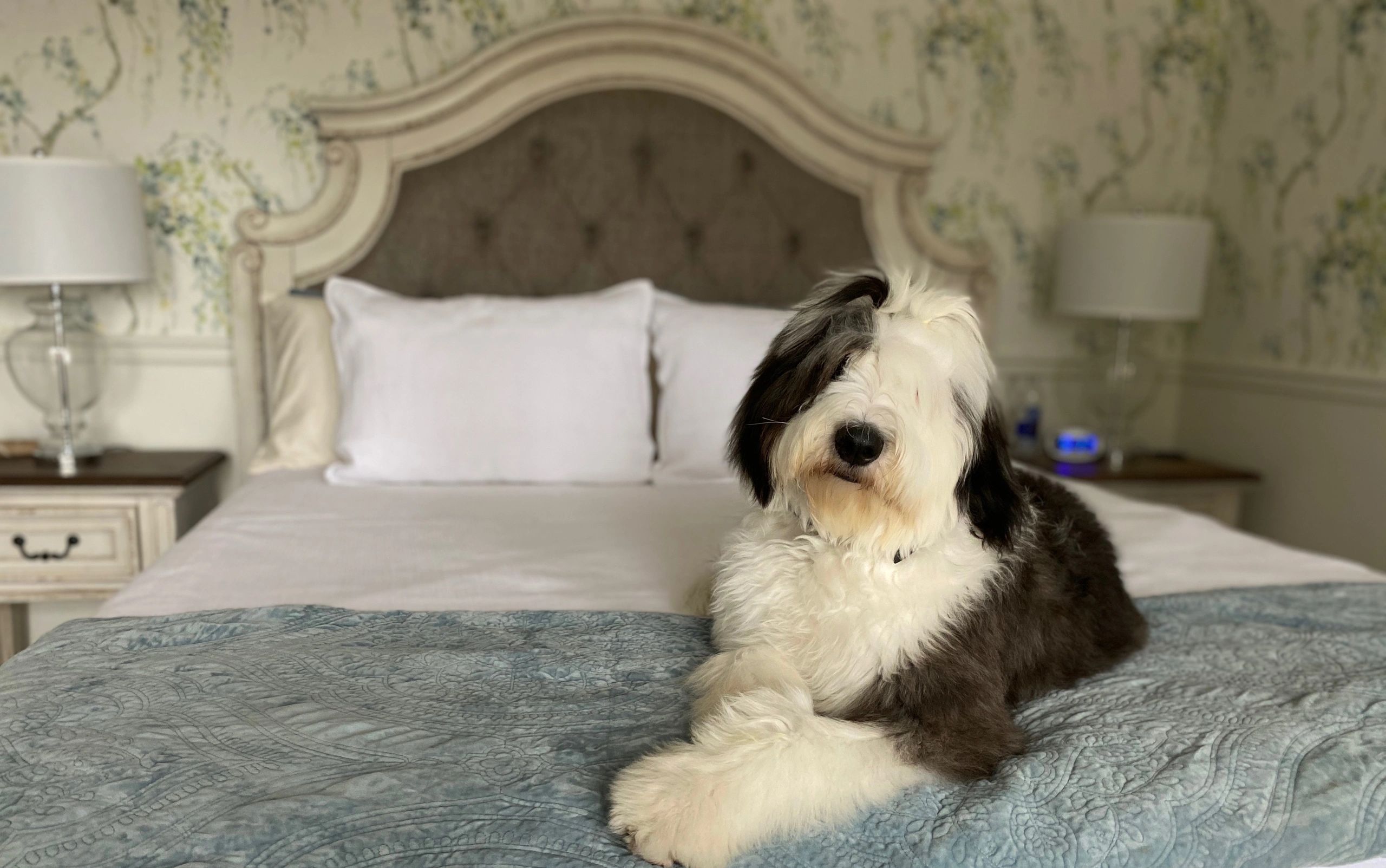 Sheepadoodle Breeder Furever Sheepadoodles