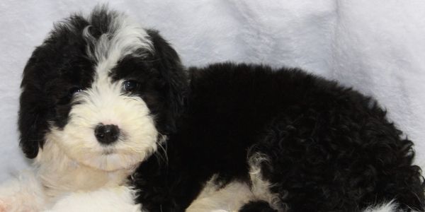 sheepadoodle puppies for sale
unique sheepadoodle
medium sheepadoodle
best doodle
sheepadoodle for sale
available sheepadoodles
tiny sheepadoodles
old Eniglish sheepdog
poodle
