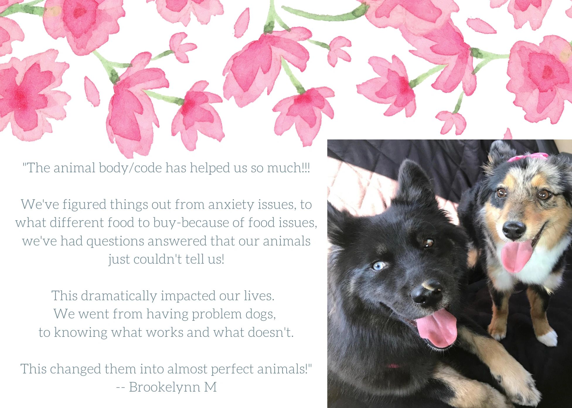 testimony about animal work