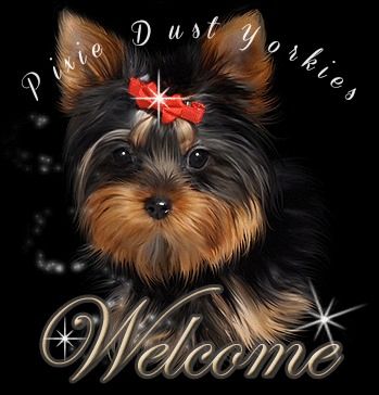 YORKSHIRE TERRIER CALGARY
YORKSHIRE TERRIER EDMONTON
YORKSHIRE TERRIERS B.C
YORKIE PUPPY
YORKIE DOG