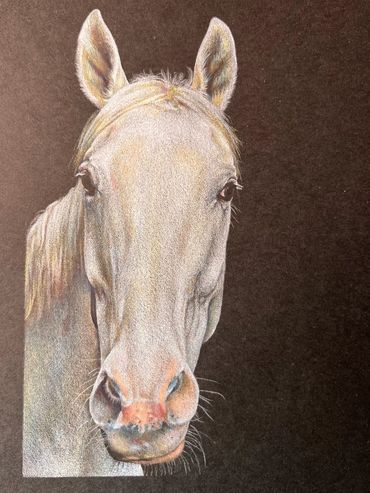 horse portrait colored pencil