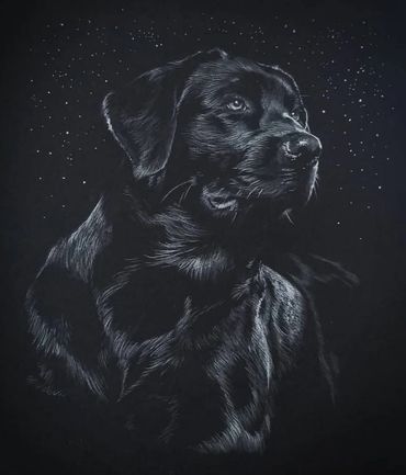black and white dog portrait