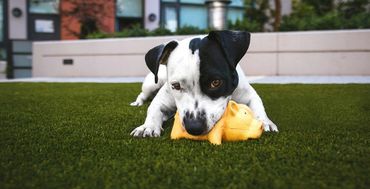 dog on freshly cleaned turf poop free