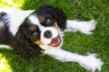 dog smiling and happy after dog poop cleanup service