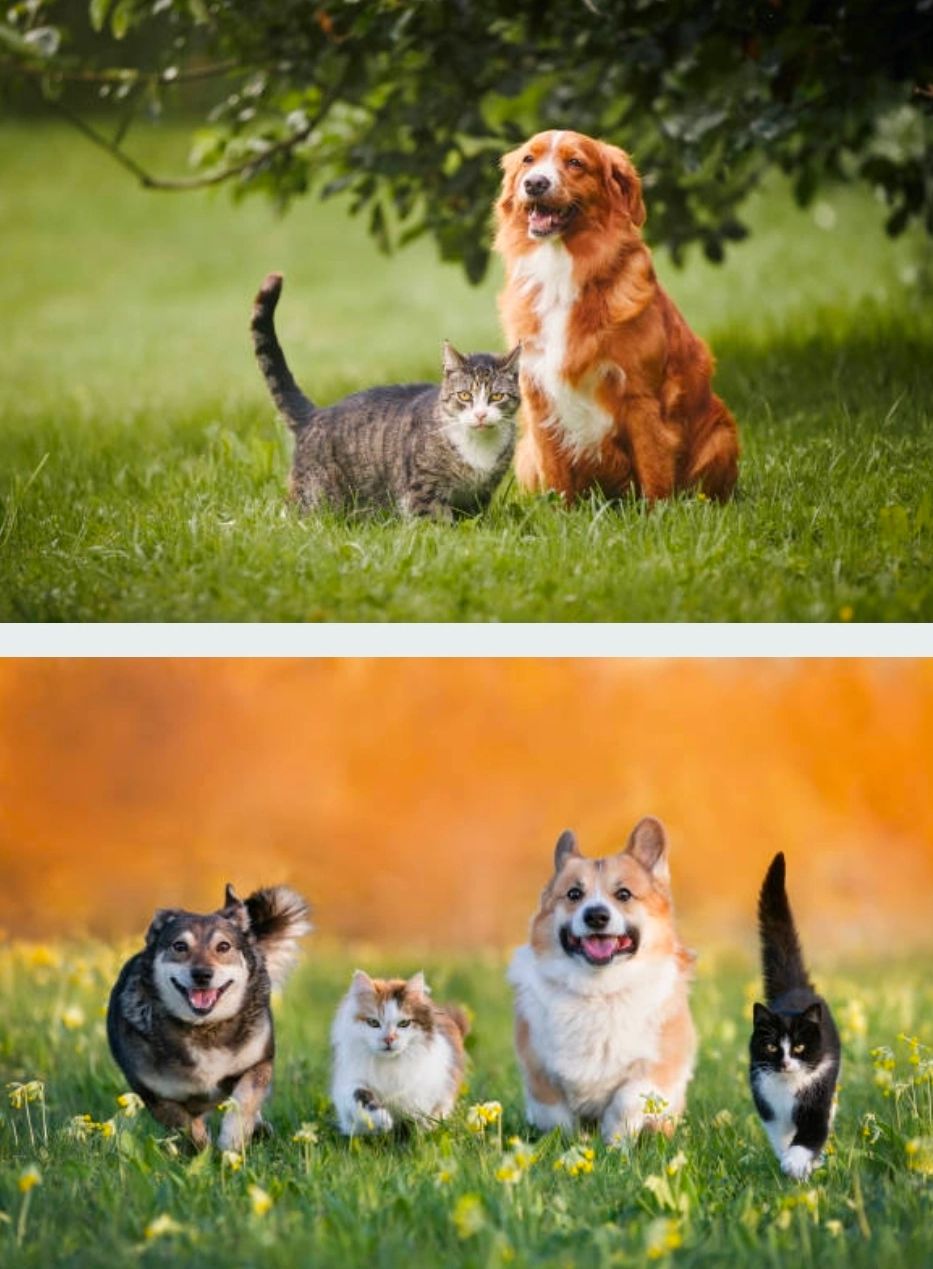 Two images showing cats and dogs together outdoors.
