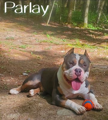 A happy dog lying on the ground with a ball in its paws in a forest.